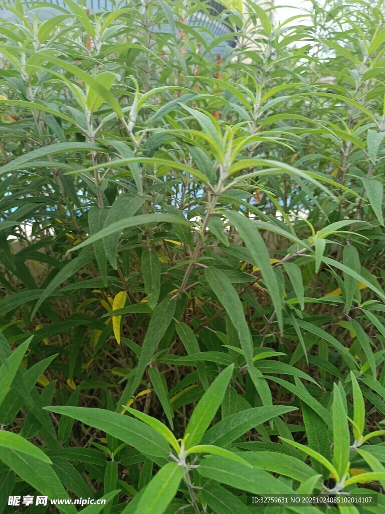 翠绿繁茂的植物景观