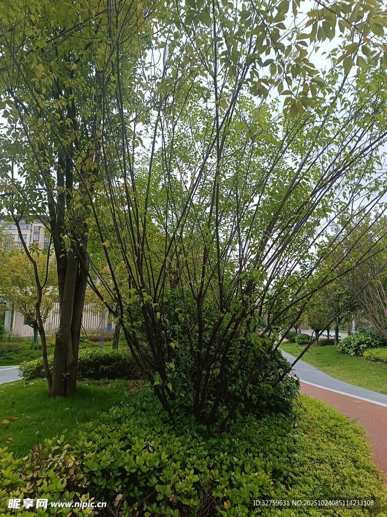 公园绿荫小径景观