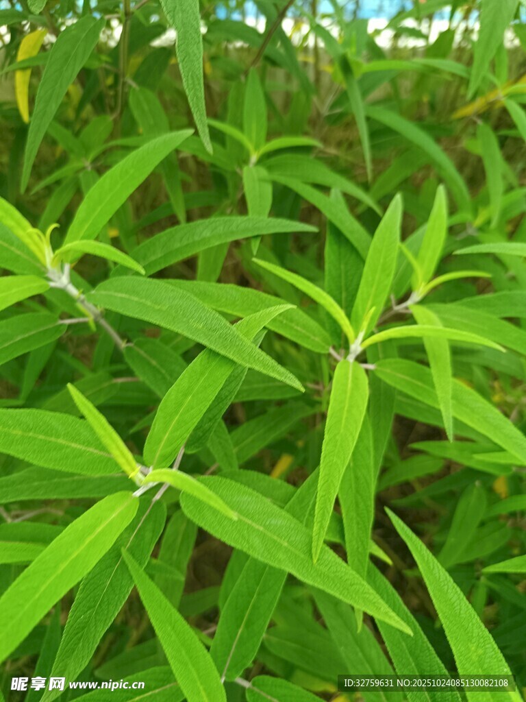 翠绿竹叶特写