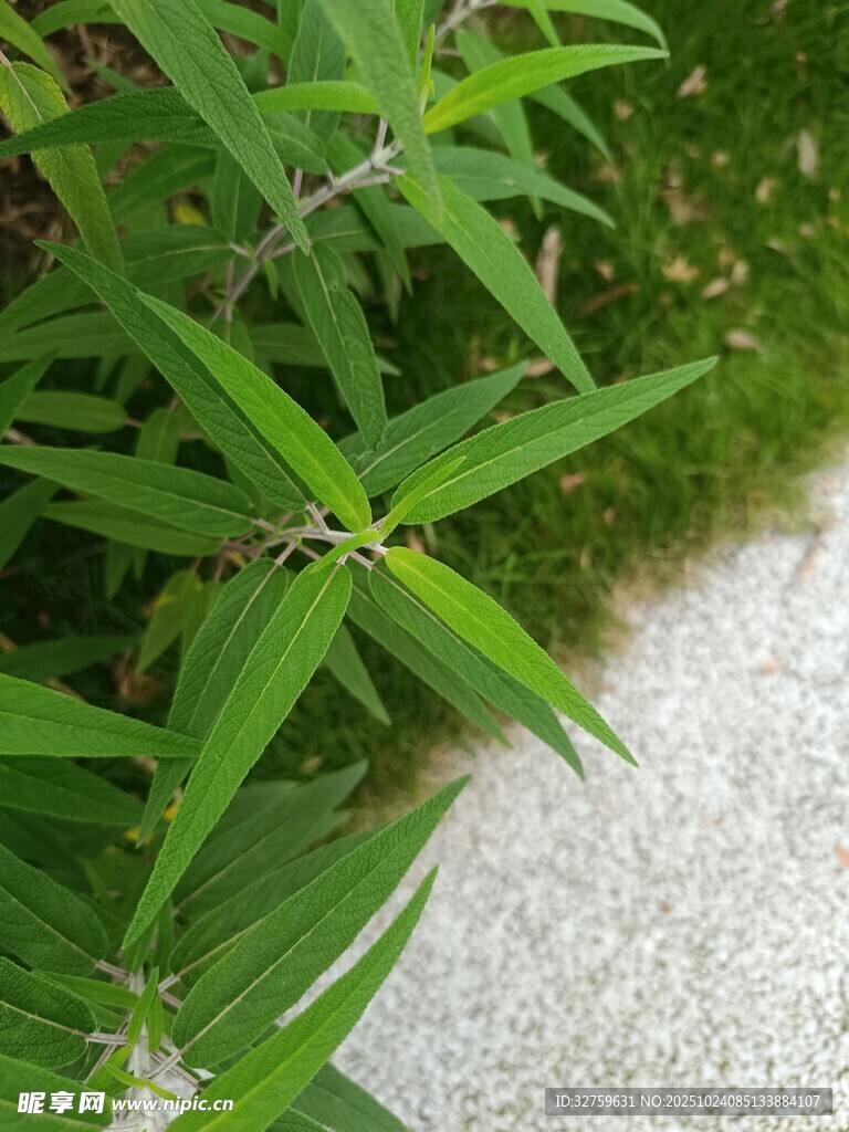 翠绿竹叶与灰白地面景致