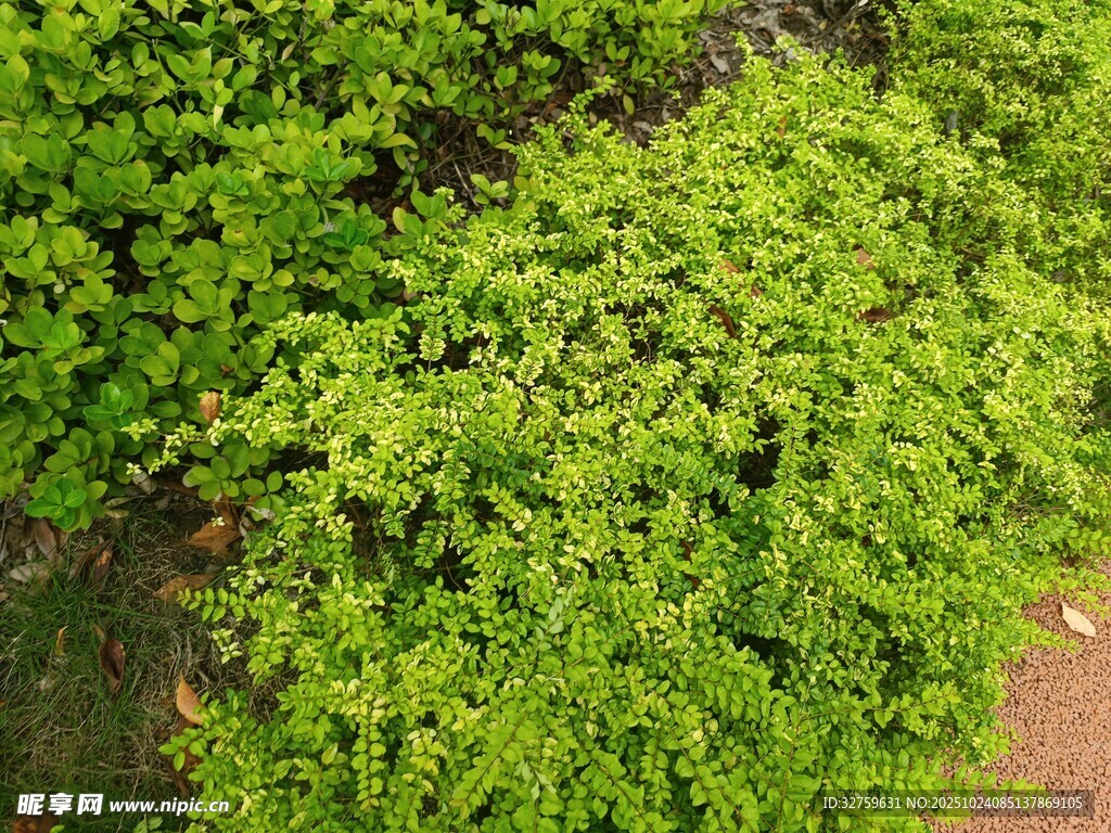 翠绿繁茂的植物景观