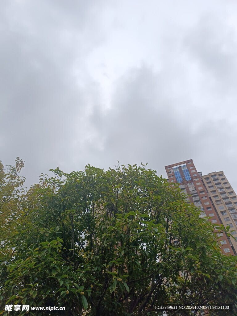 绿树掩映下的高楼