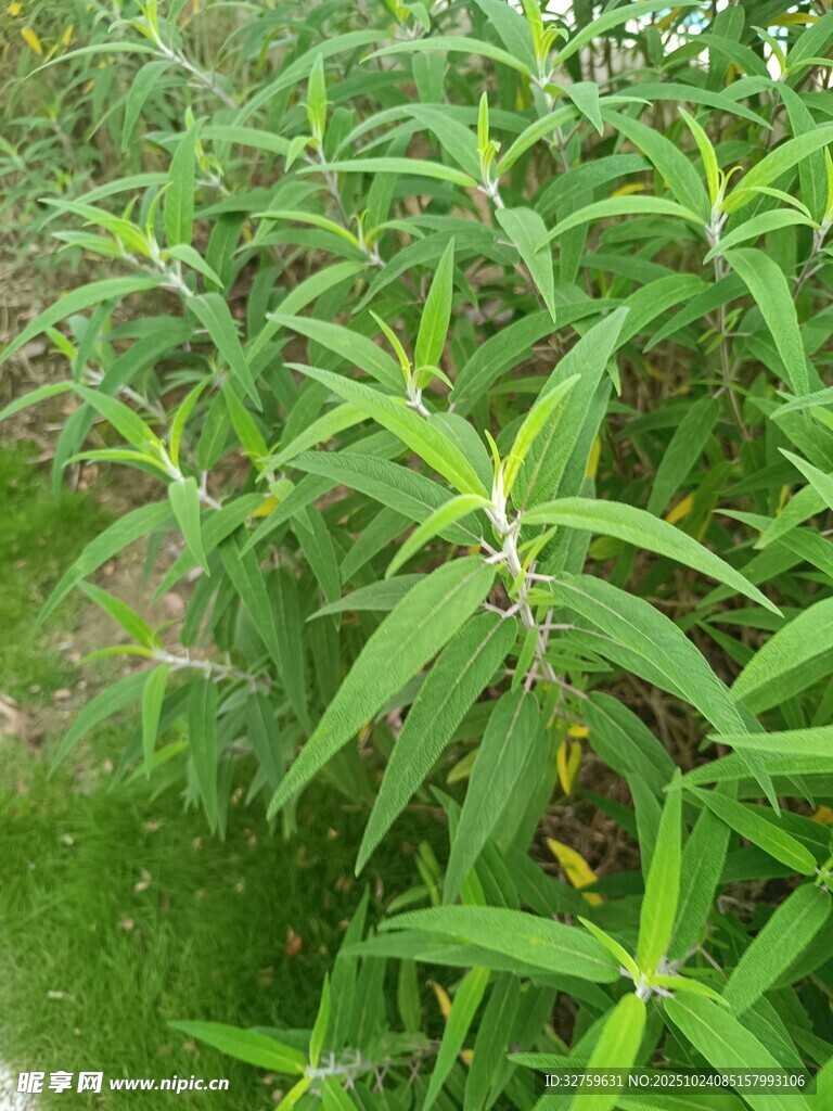 翠绿狭长叶片的植物
