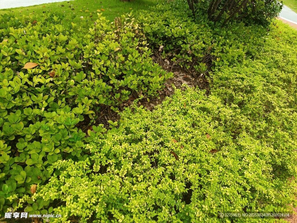 翠绿繁茂的地面绿植景观