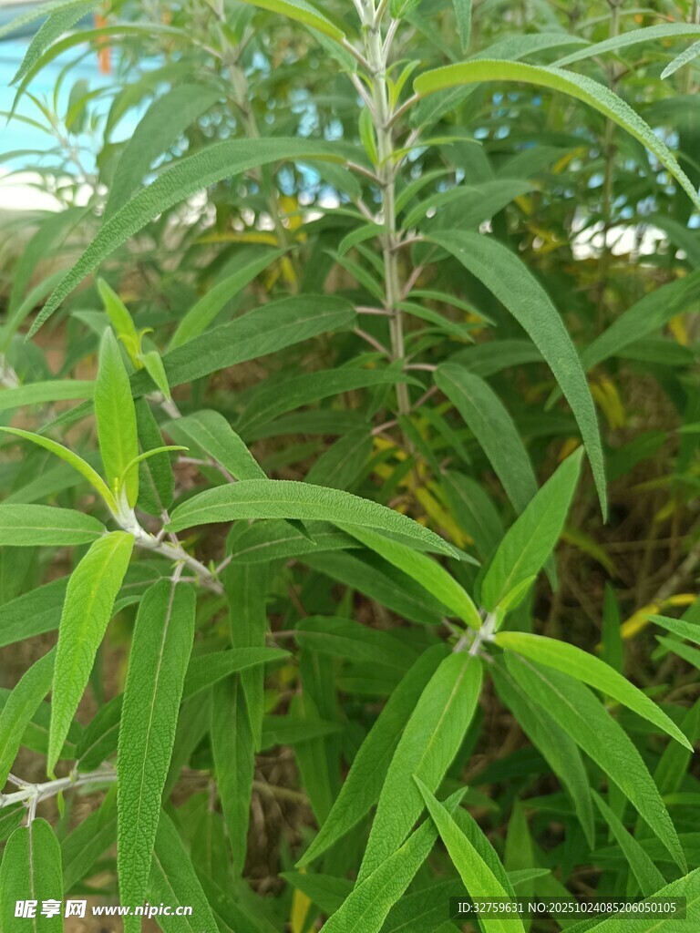 翠绿柳叶植物特写