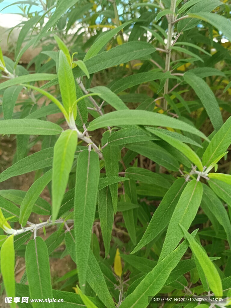 嫩绿枝叶植物特写