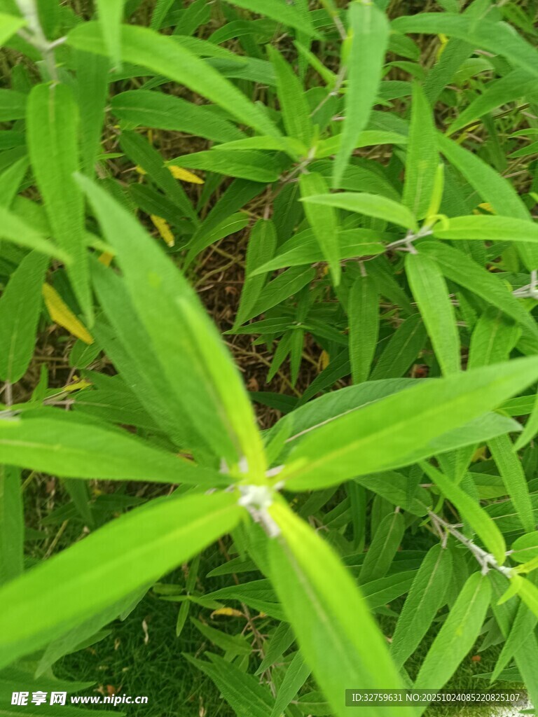 翠绿叶片的清新植物