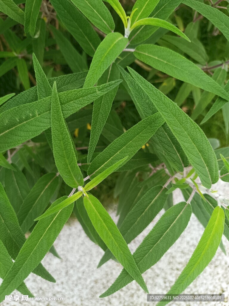 翠绿叶片特写