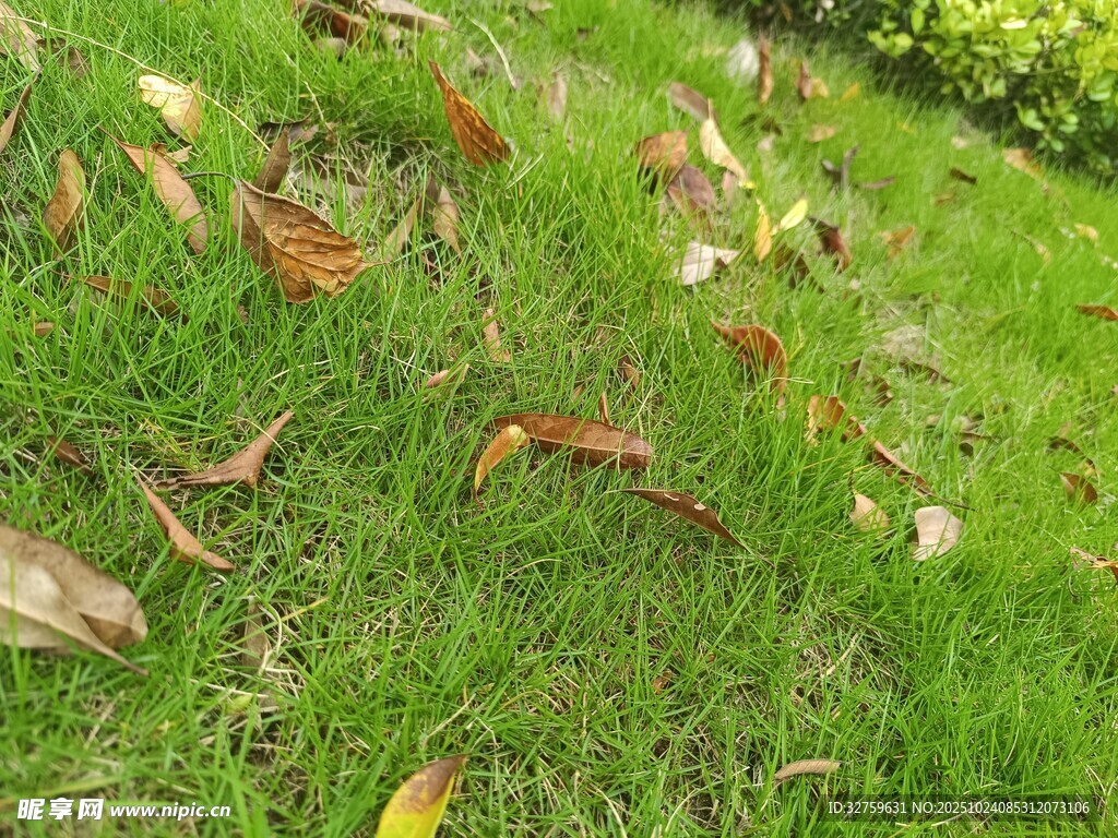 草地上散落的枯黄树叶