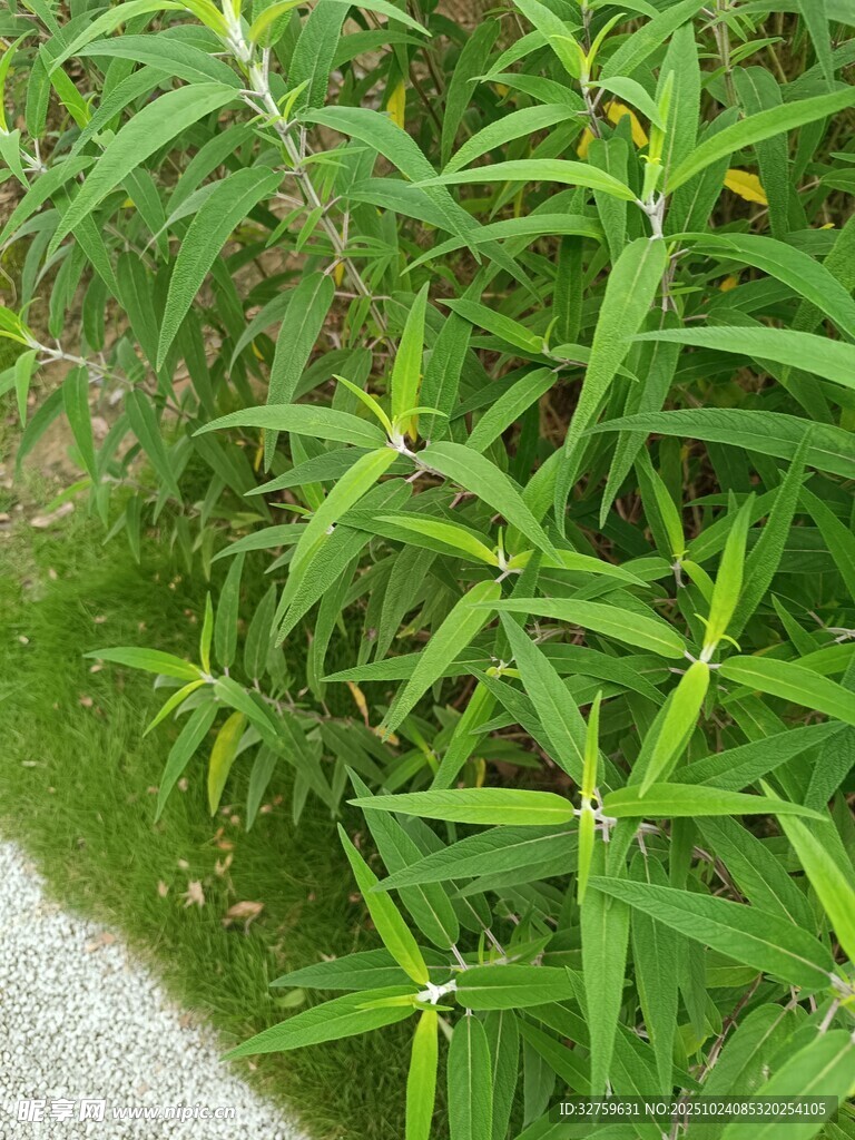 嫩绿竹叶展现清新生机