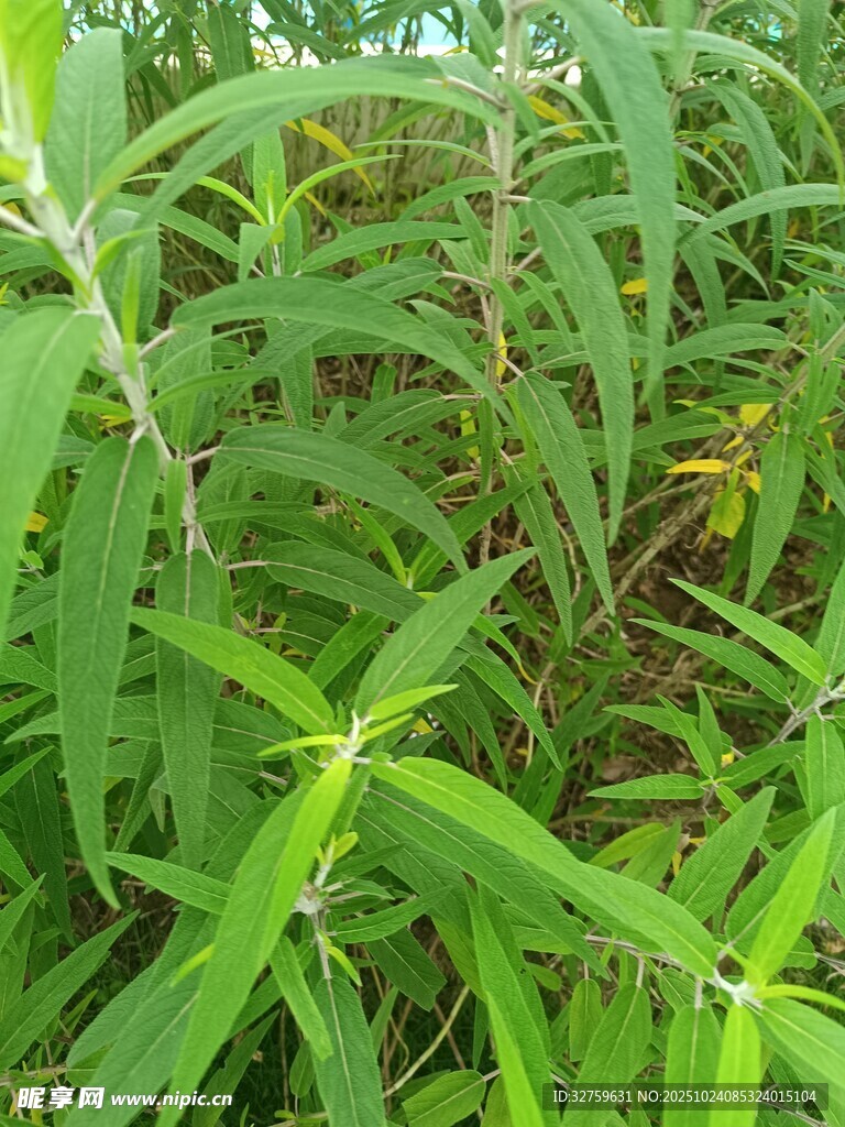 翠绿植物叶片特写