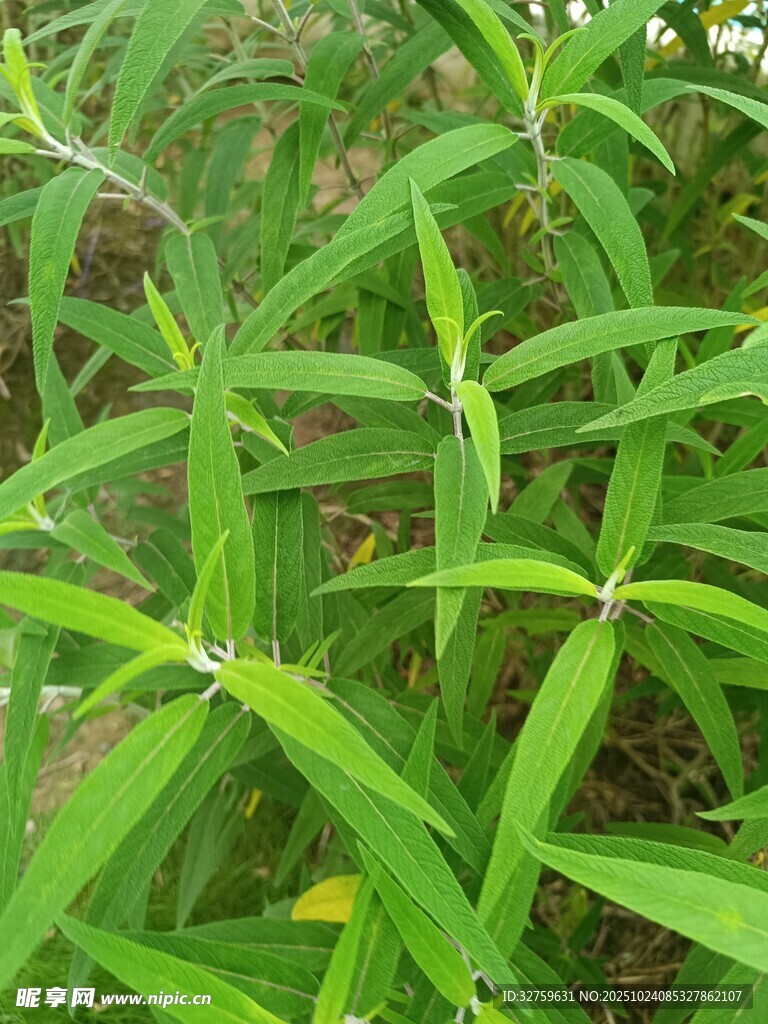 翠绿细长叶片的植物