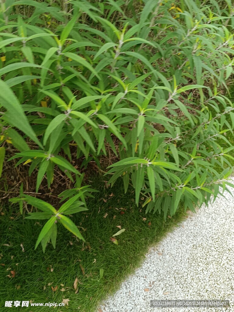 路边嫩绿的丛生植物