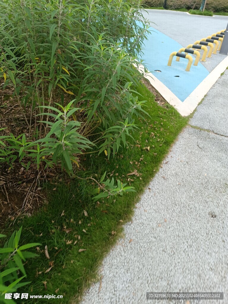 路边绿植与泳池边景象