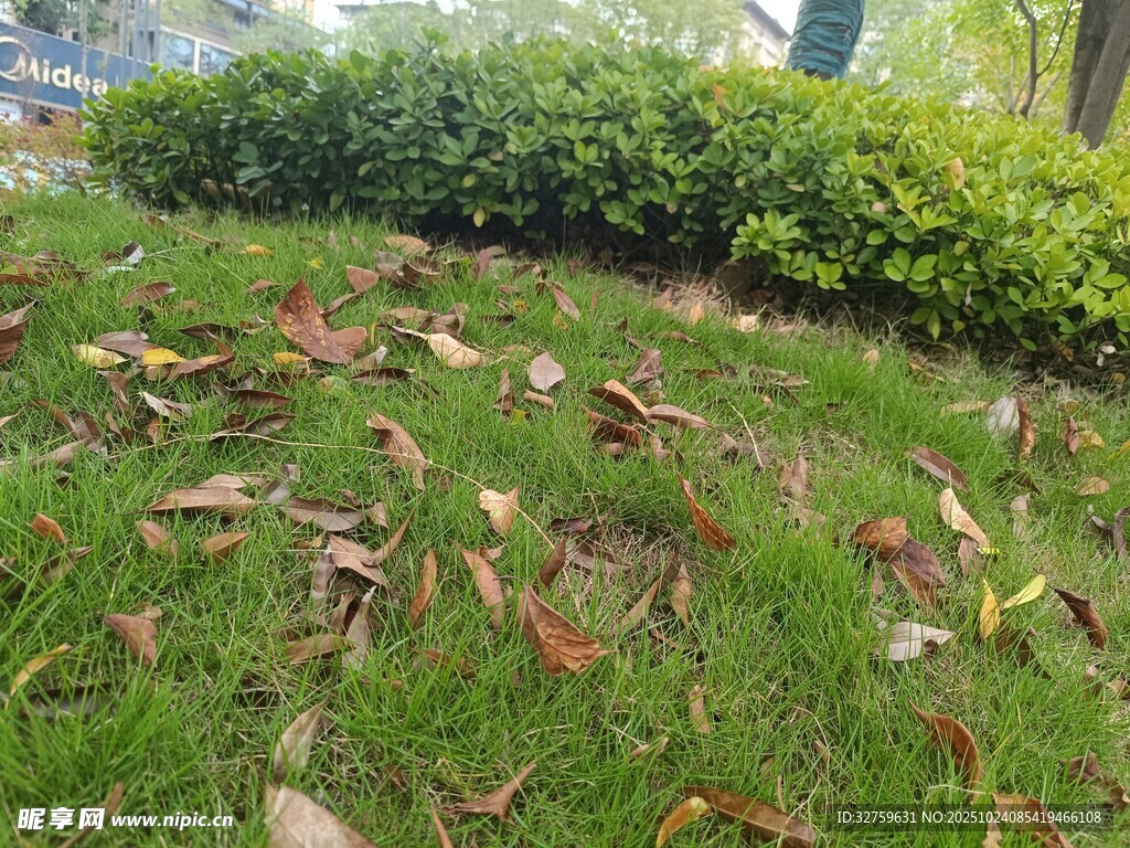 草地上散落的枯黄树叶