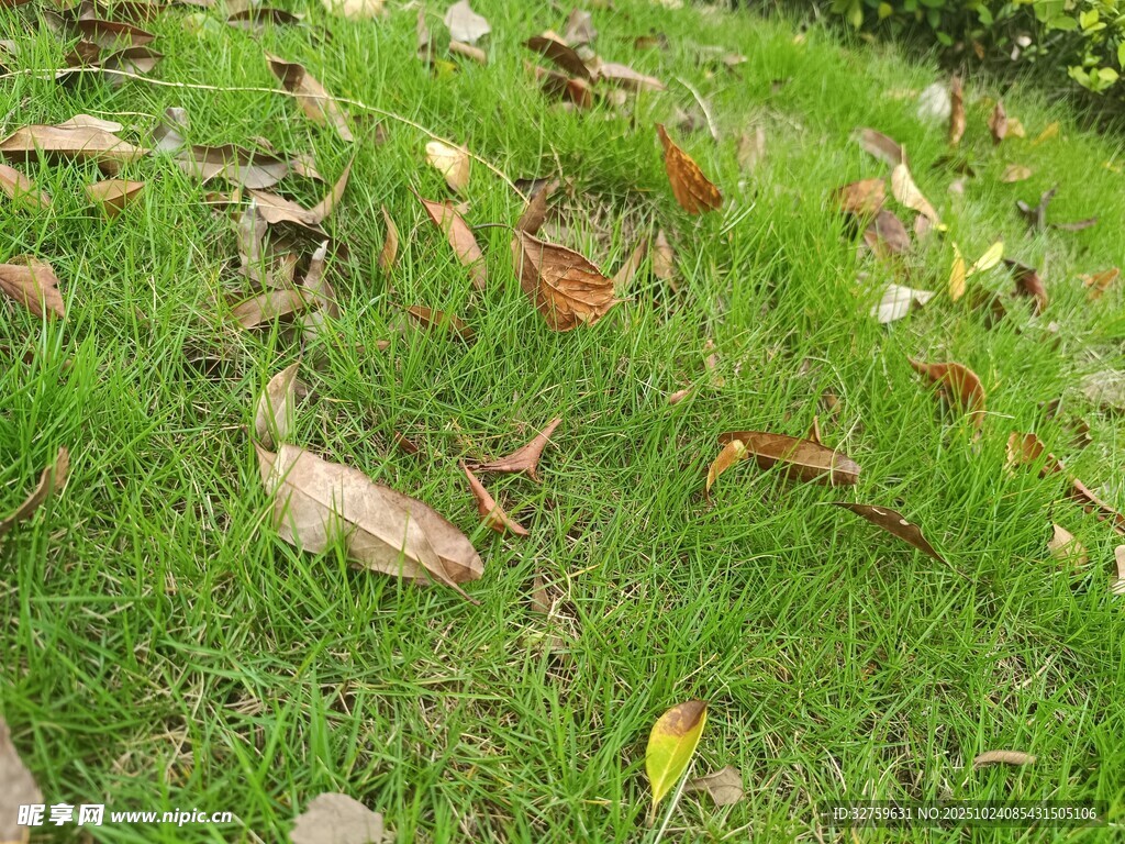 草地上散落的枯黄树叶