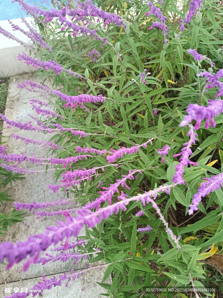 紫色穗状花卉植物特写