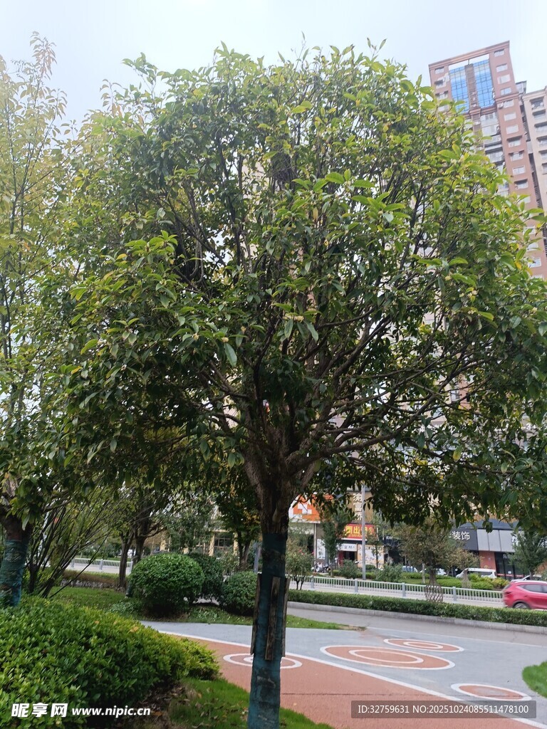 城市中葱郁的大树