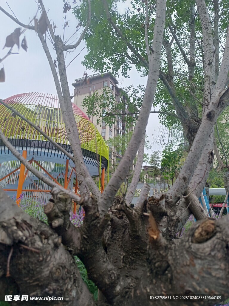 奇特造型的树木景观