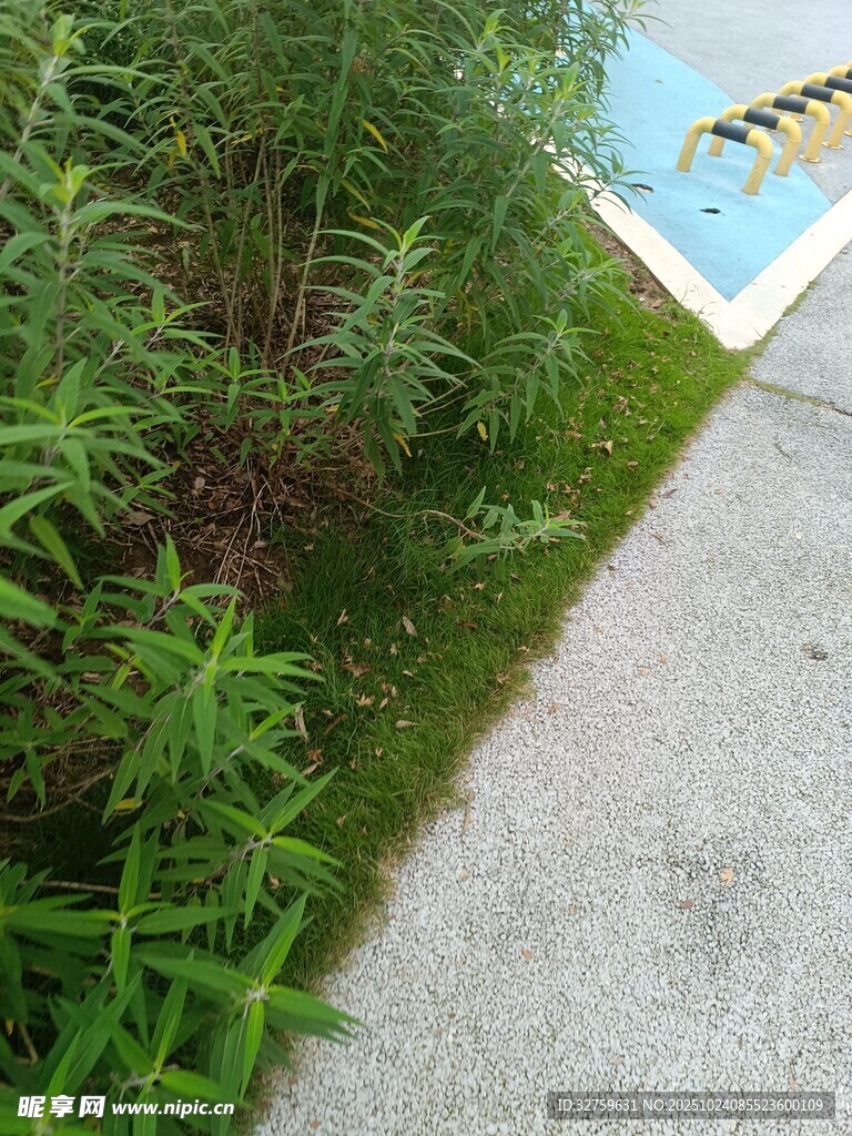 路边葱郁绿植