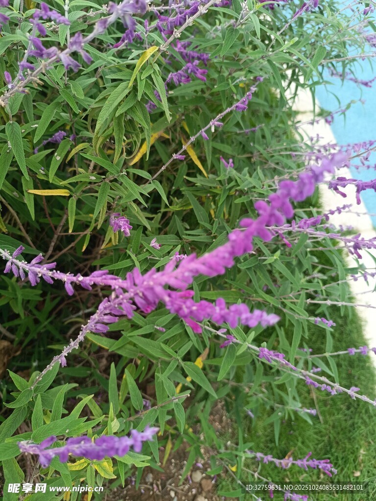紫色藤蔓植物特写