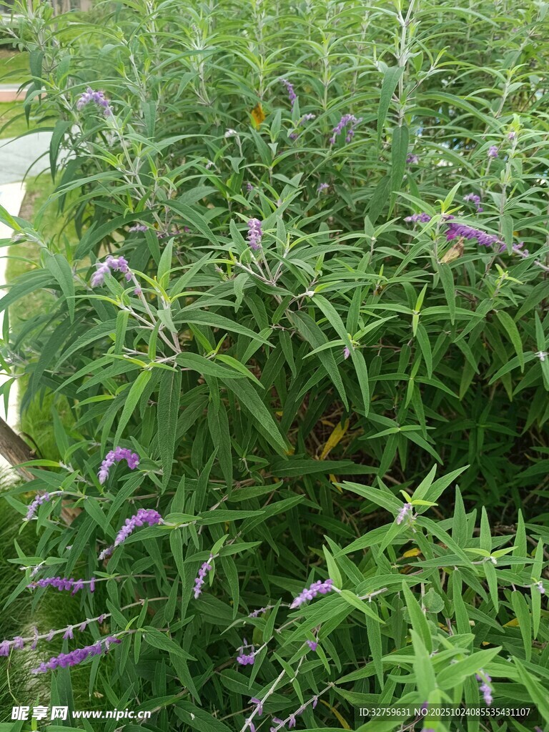 绿叶间的紫色小花植物