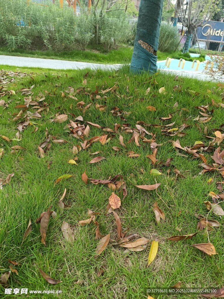 草地上的缤纷落叶