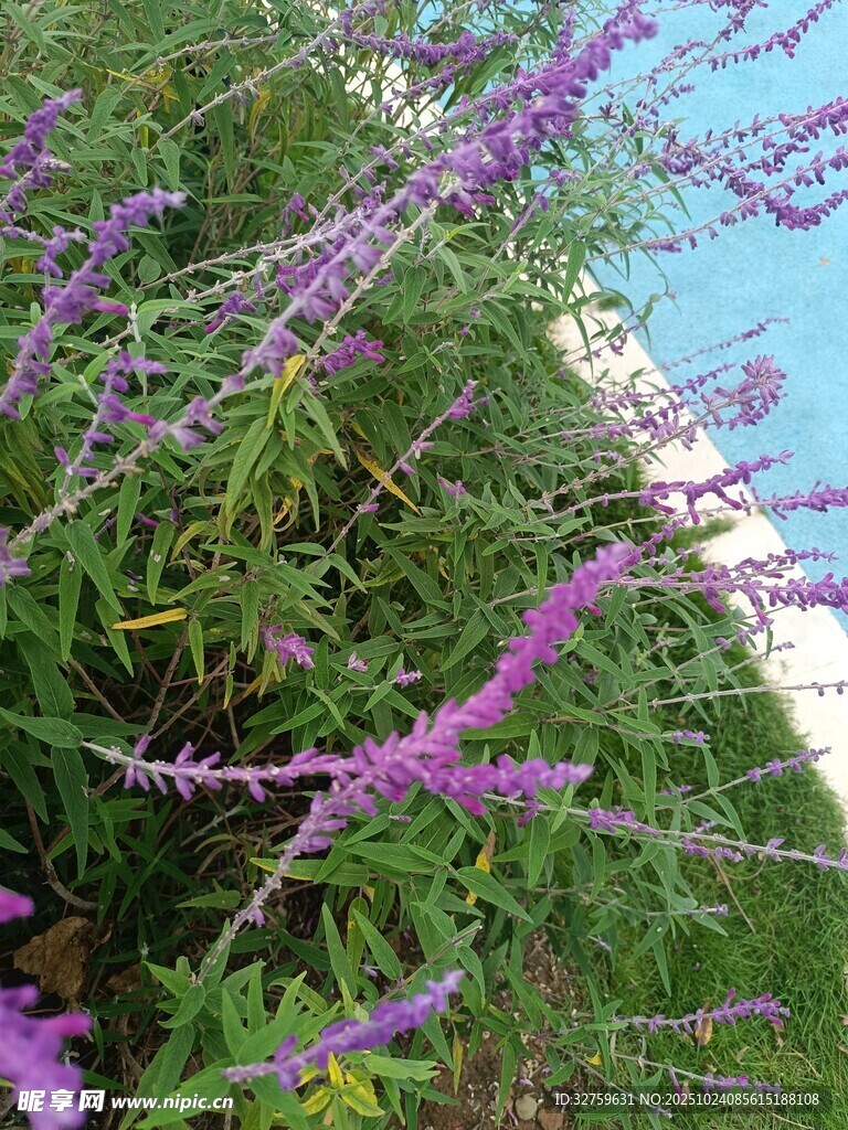 海边绽放的紫色美丽花草