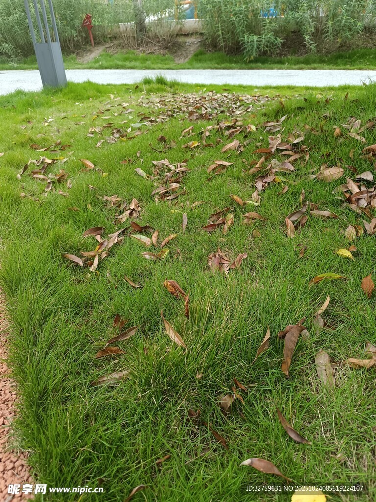 草地散落枯叶的自然景象