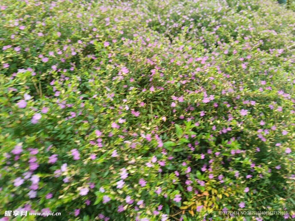 繁茂野花绿植景观