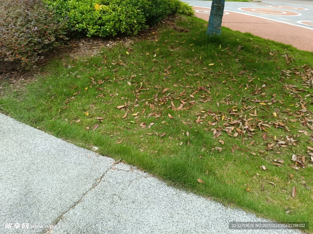 路边草地及落叶景象