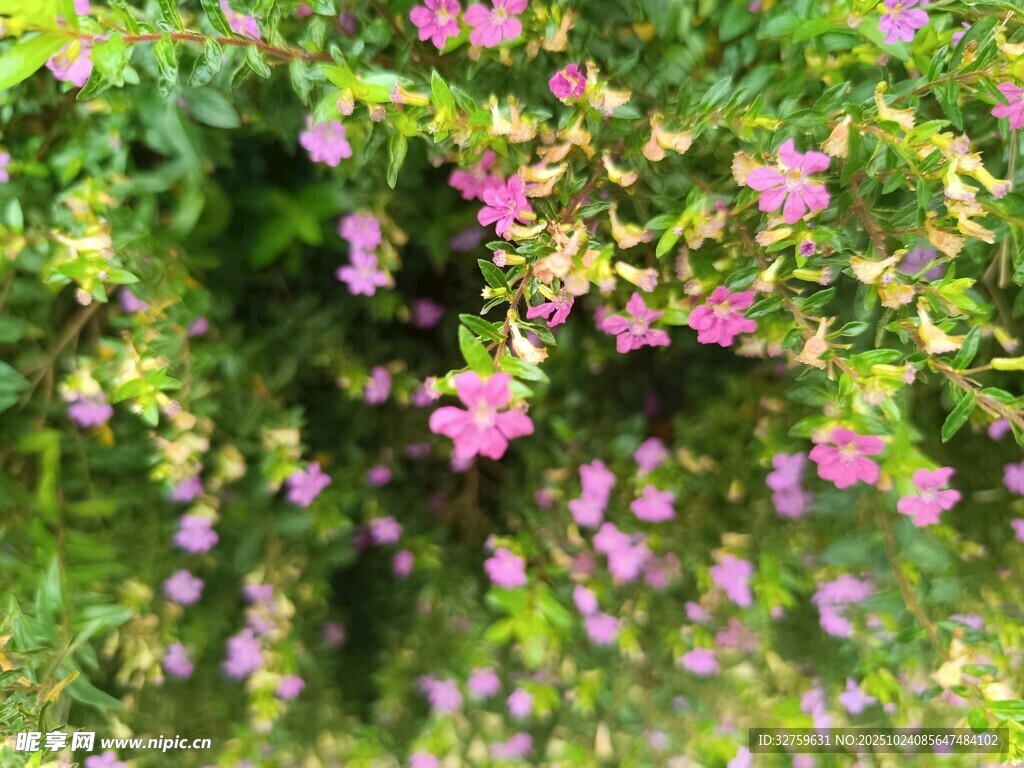 繁茂花丛中的粉色小花