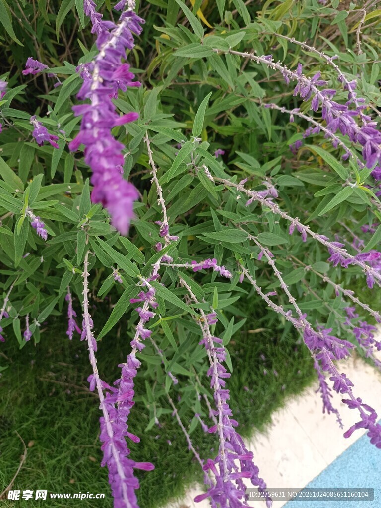 垂挂紫花绿植
