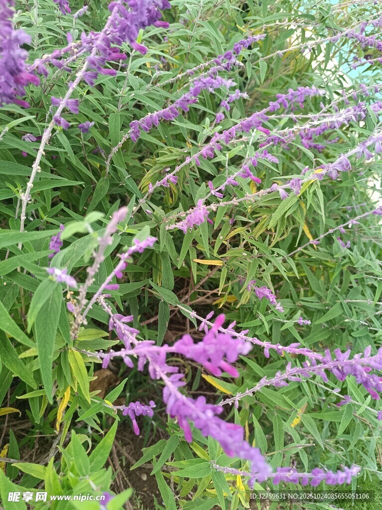 紫色花卉植物特写