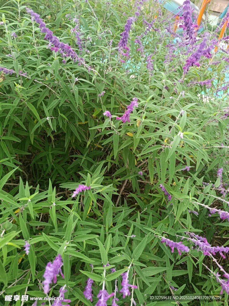 紫色小花点缀的绿色植物