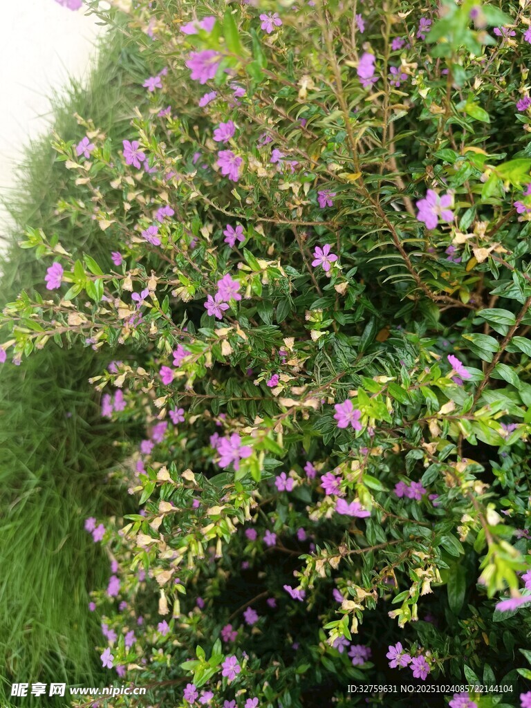 繁茂花丛中的紫色小花