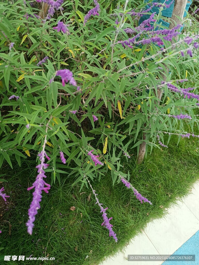 紫色花卉绿植特写