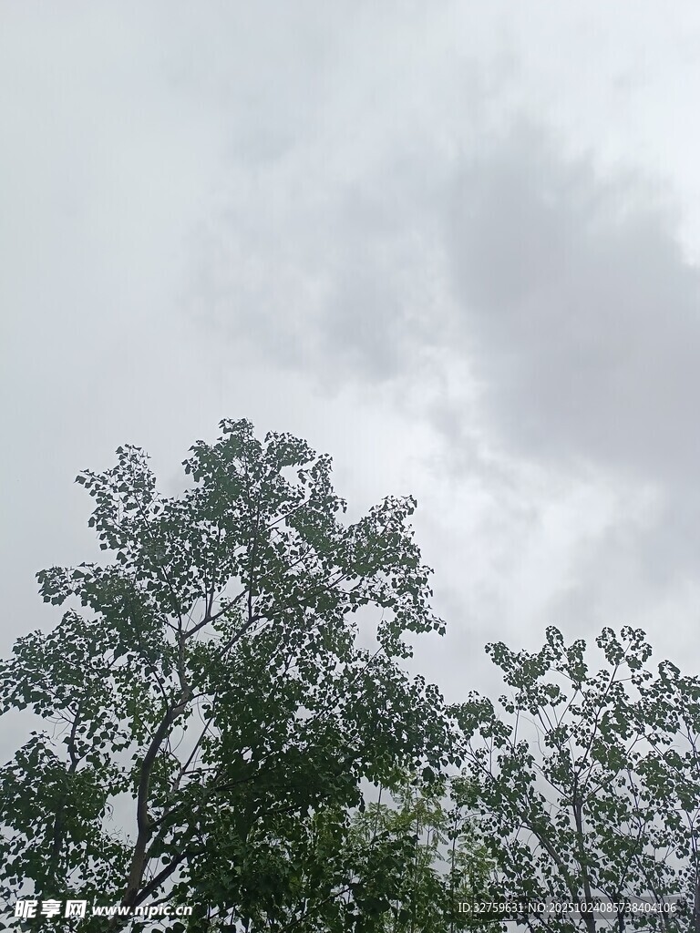 阴天中的树梢