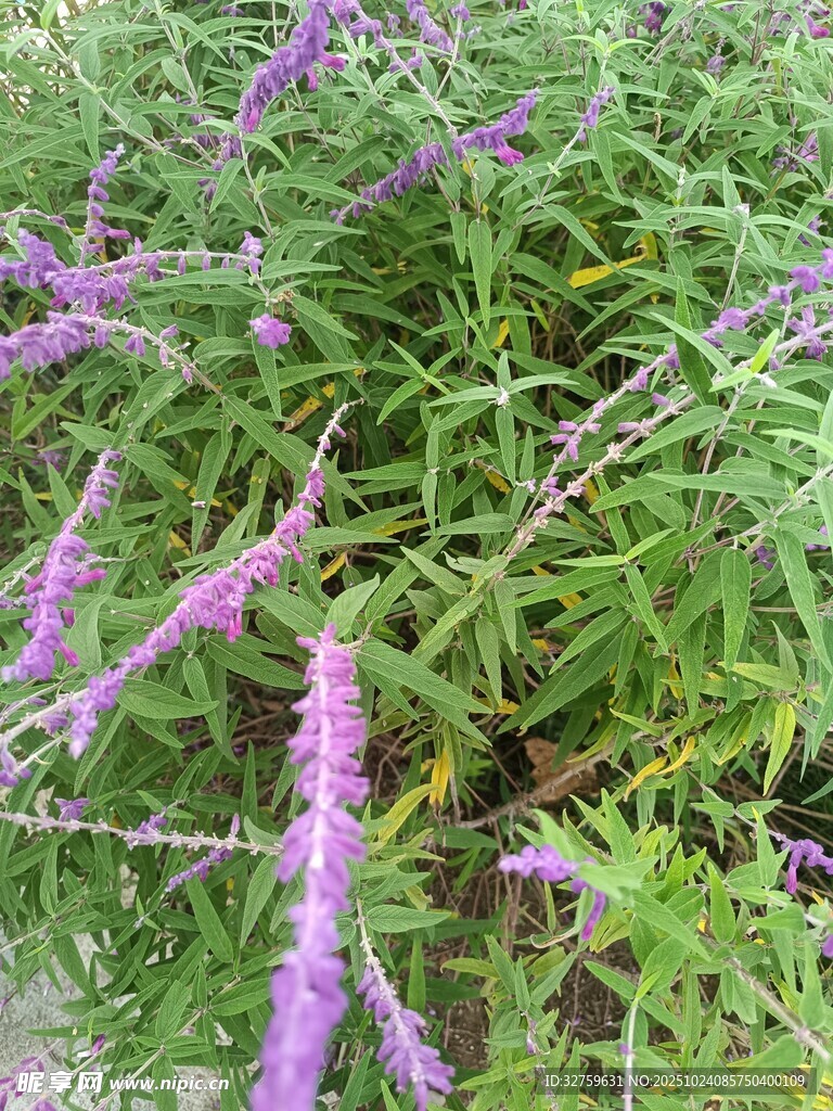 紫色穗状花草特写