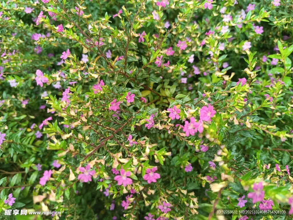 繁茂花丛中的粉色小花