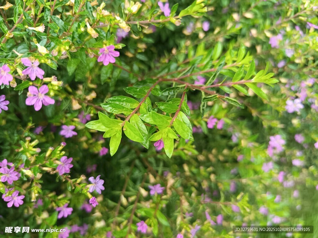 繁茂绿植间的娇艳紫花