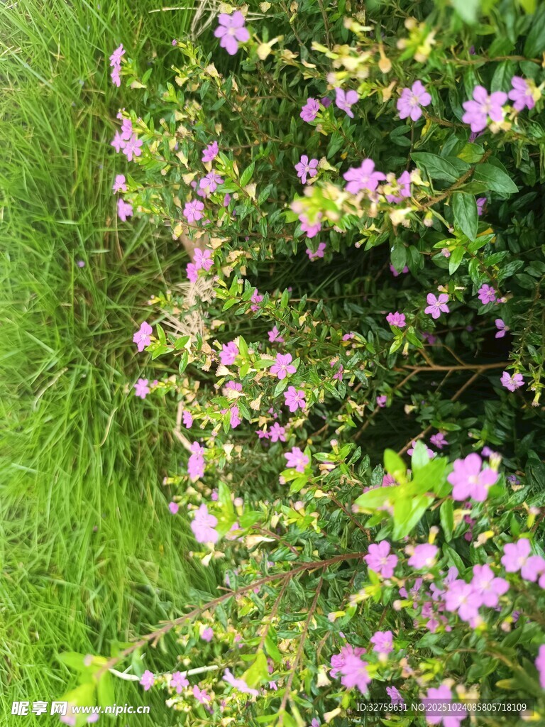 草丛中的粉紫色小花