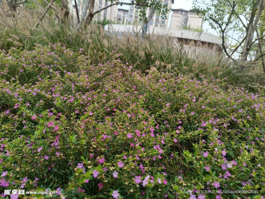繁茂花丛中的紫色小花