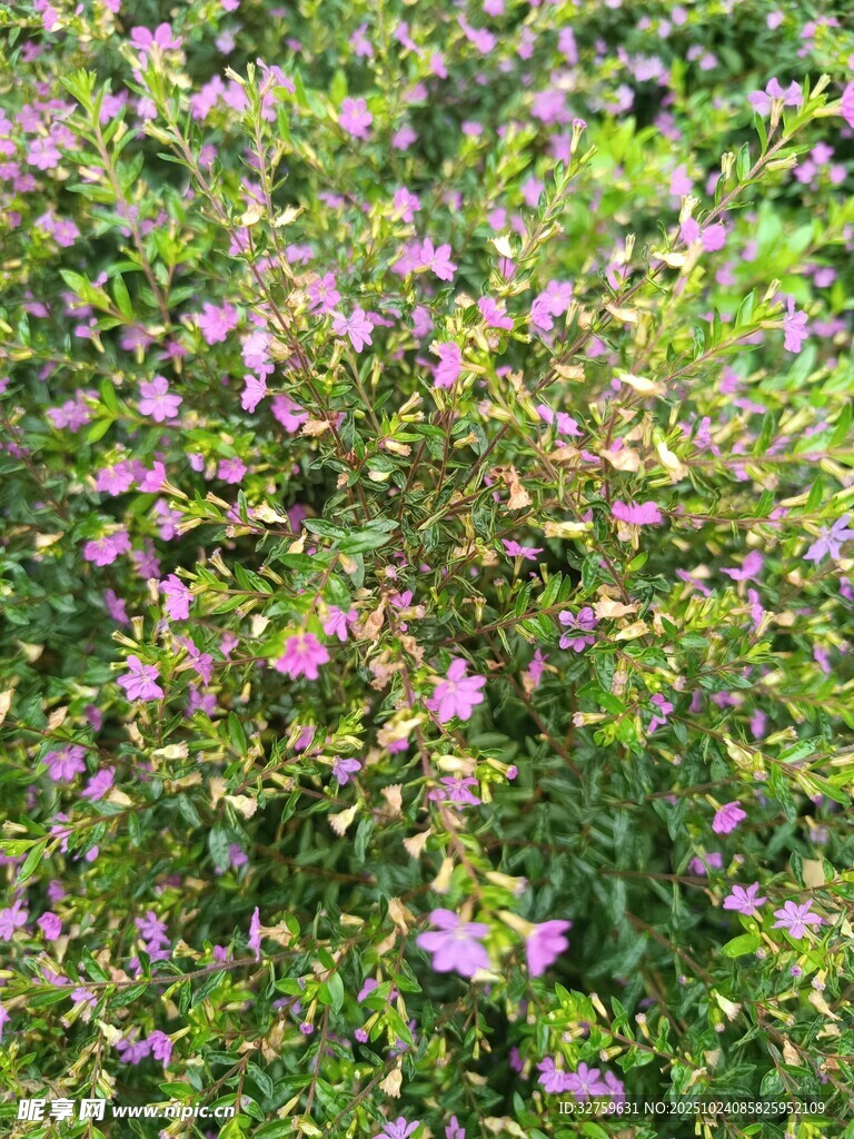 繁茂紫色小花绿植景象