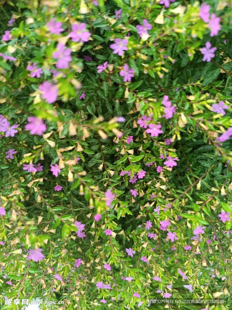 繁茂花丛中的紫色小花