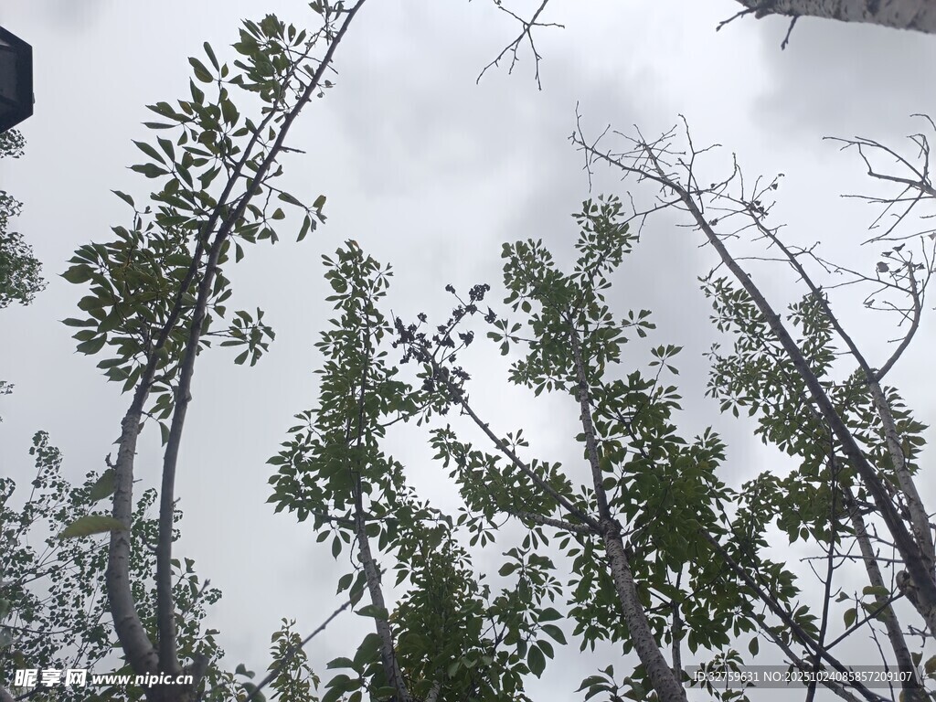 仰视茂密树林绿意盎然