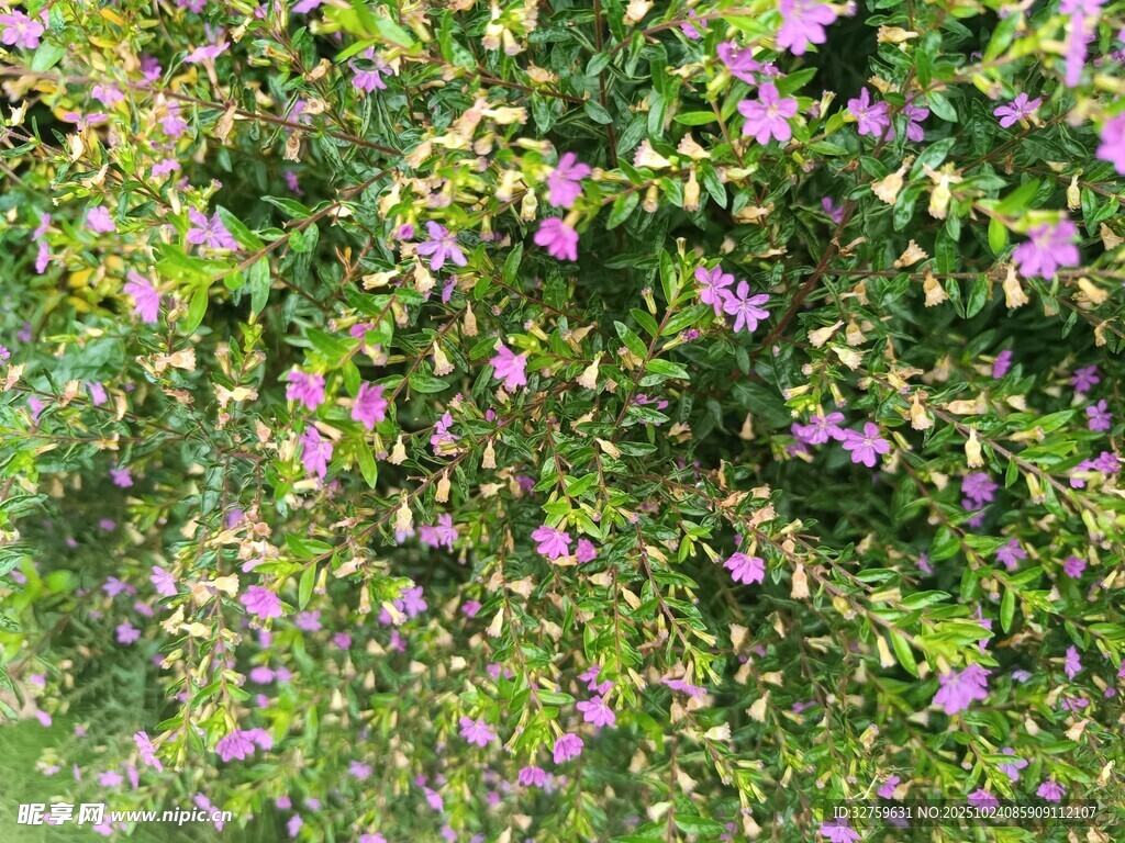 繁茂花丛中的紫色小花