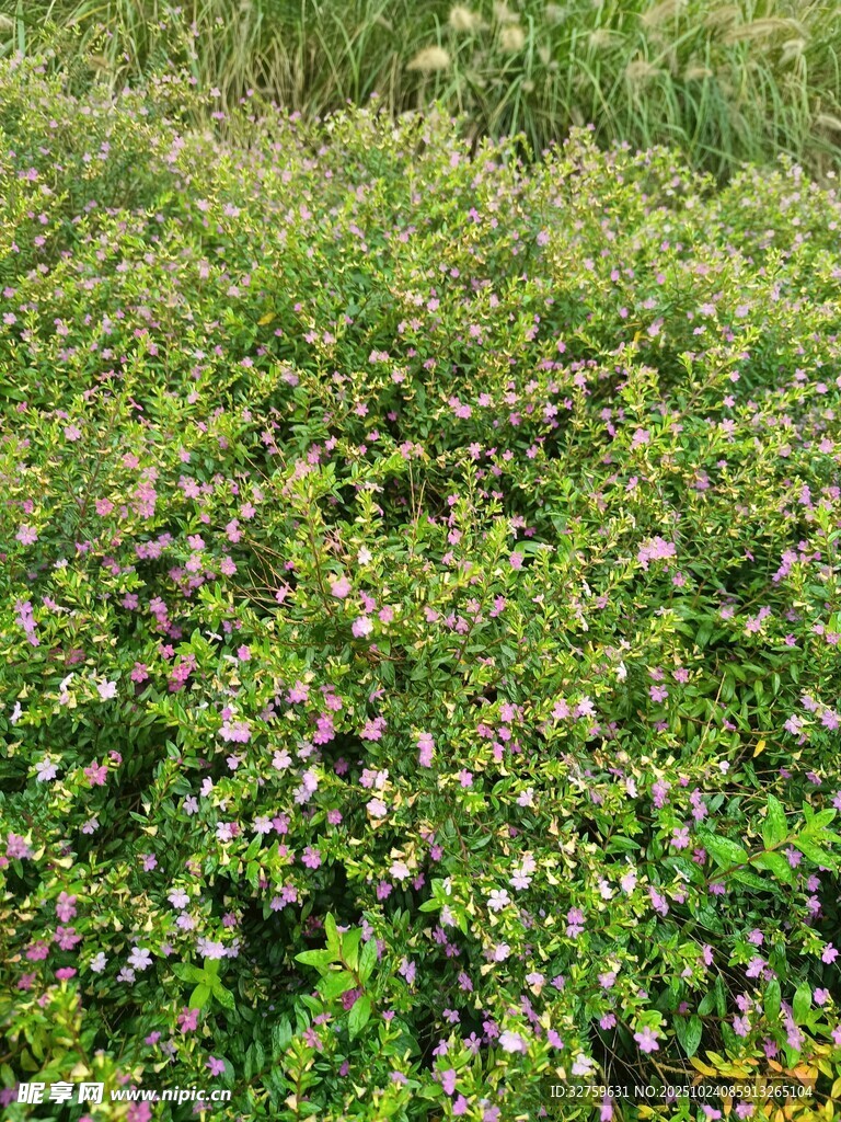 繁茂花草景观