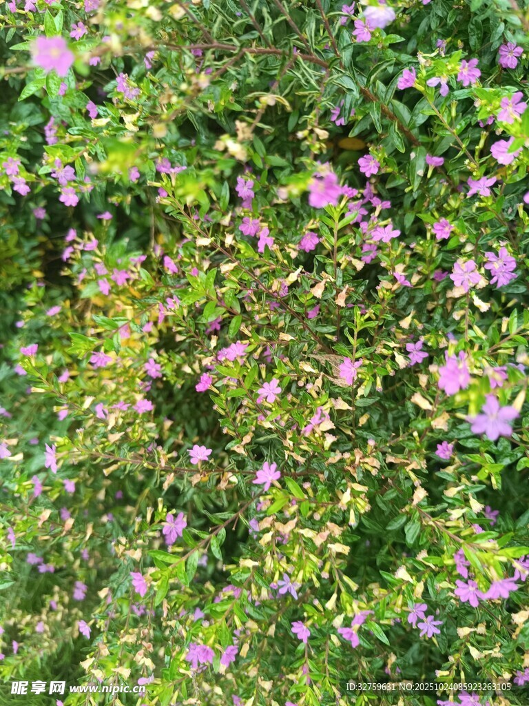 繁茂花丛中的粉色小花
