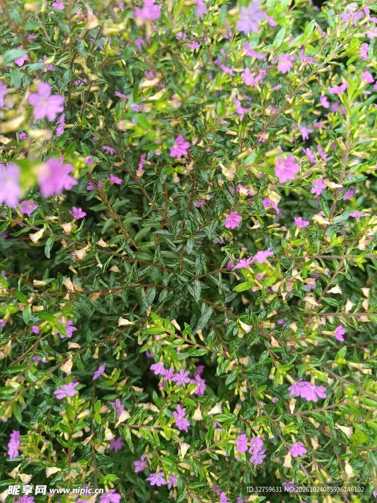 繁茂紫花绿植景观